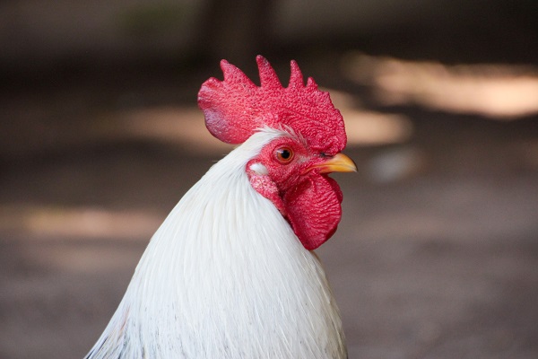 Portait style photo of a chicken