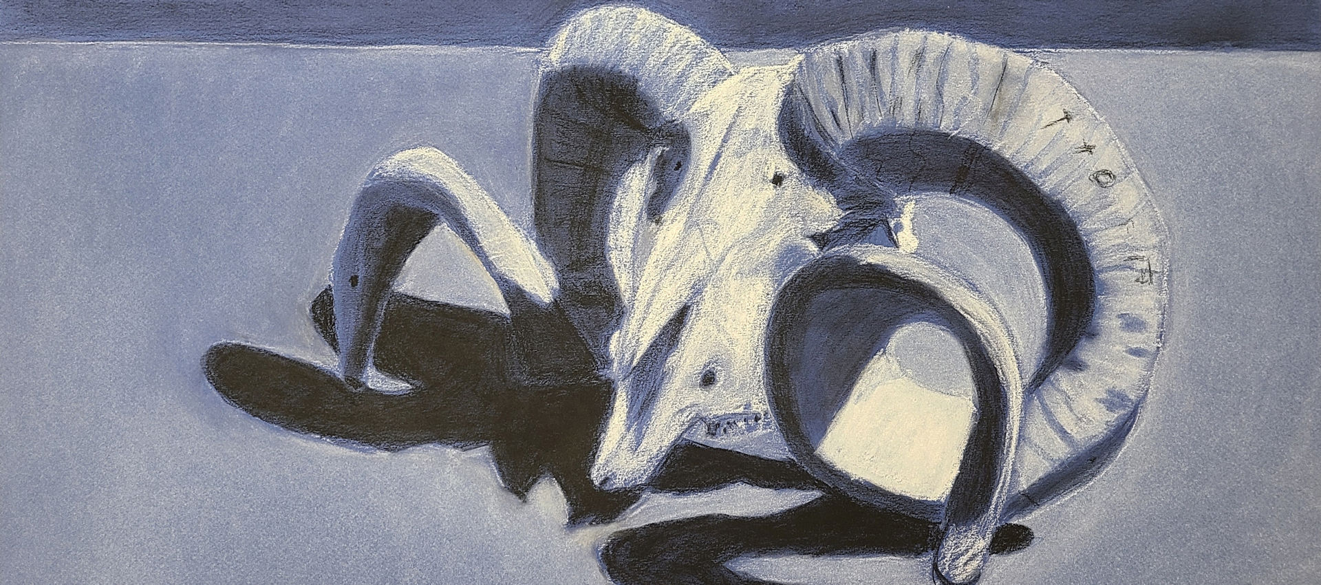 Conte drawing of a ram skull